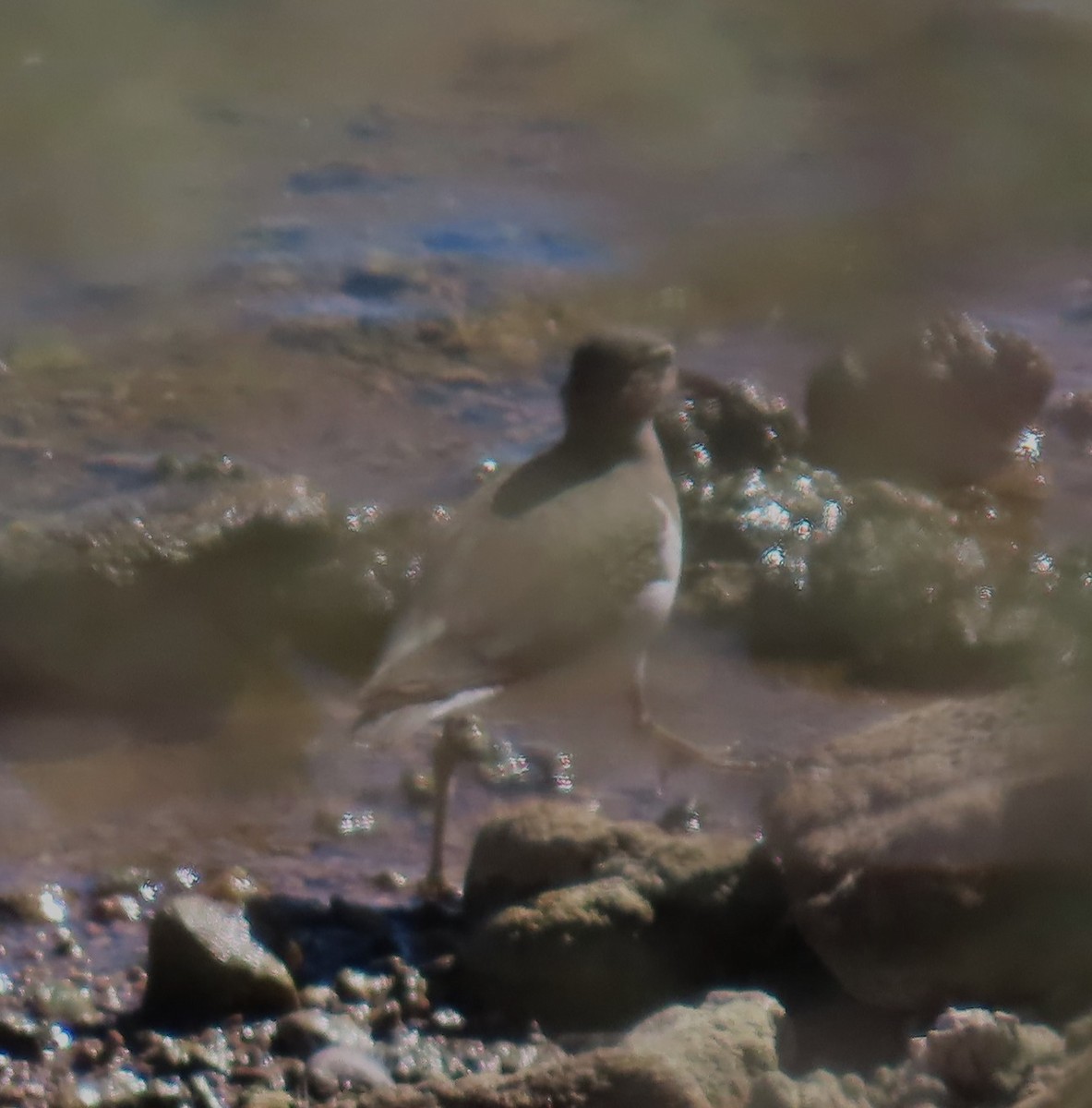 Spotted Sandpiper - ML644376237
