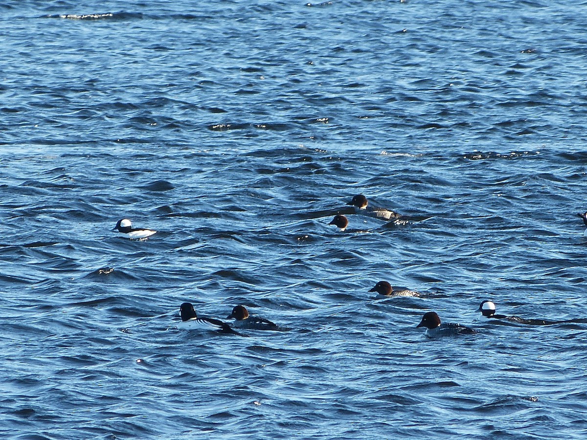 Гоголь - ML644376240