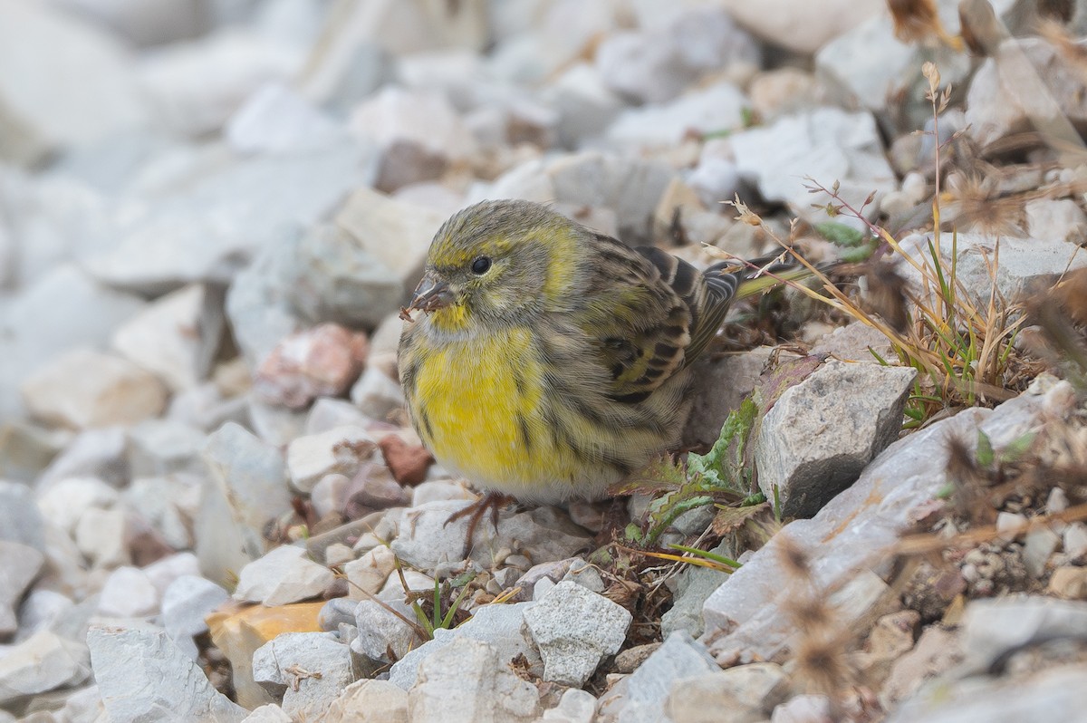 European Serin - ML644376245