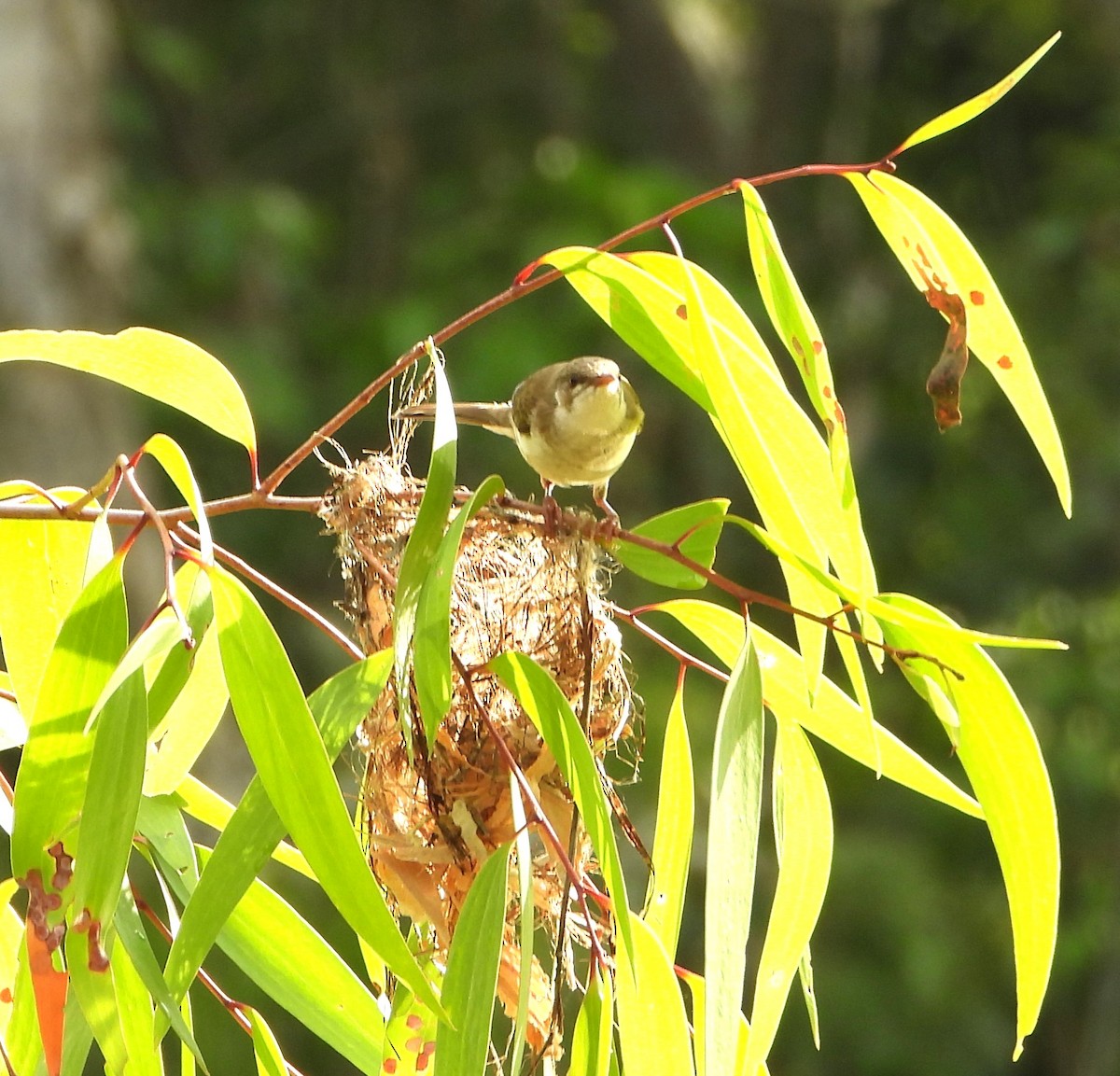 Brown-backed Honeyeater - ML644376248