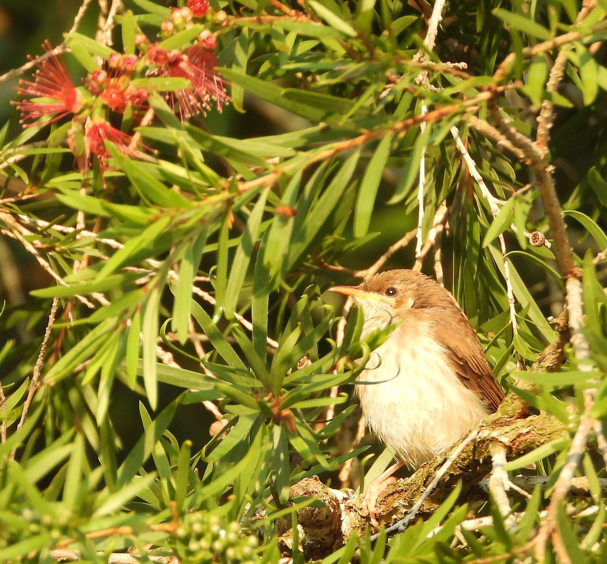 Brown-backed Honeyeater - ML644376249