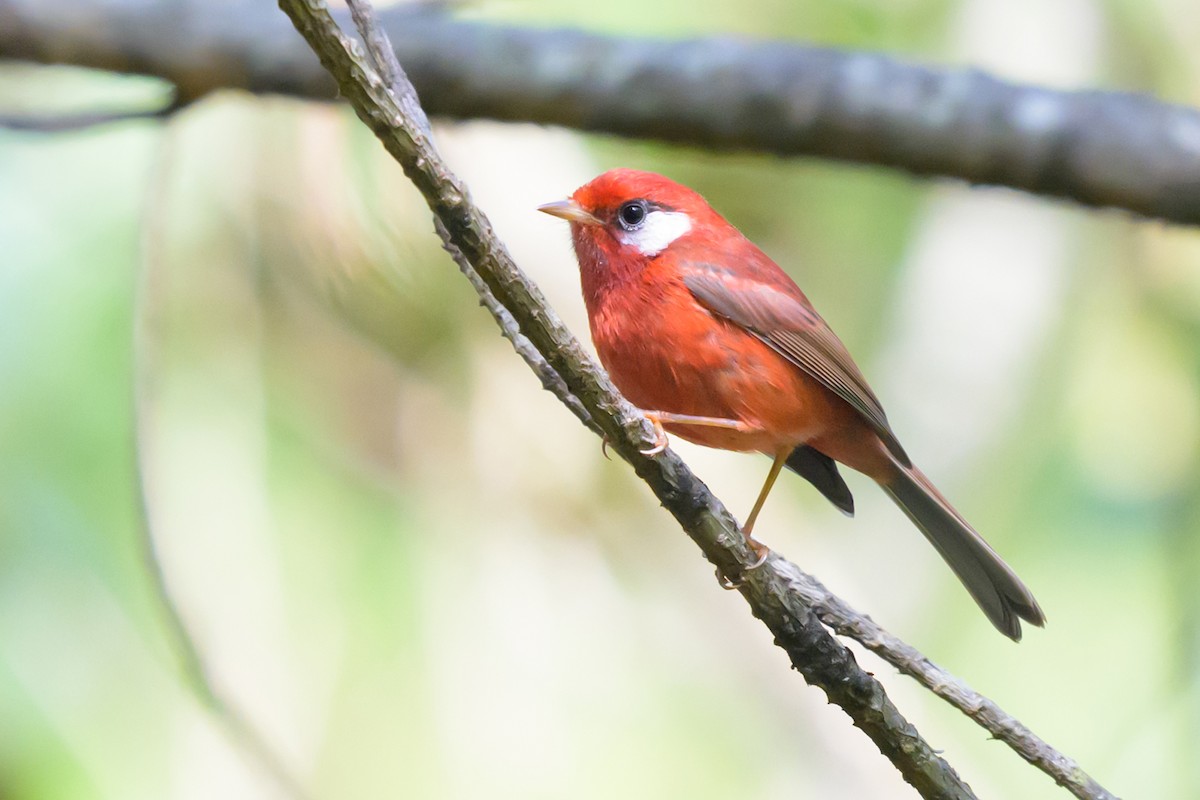 Red Warbler - ML644376256