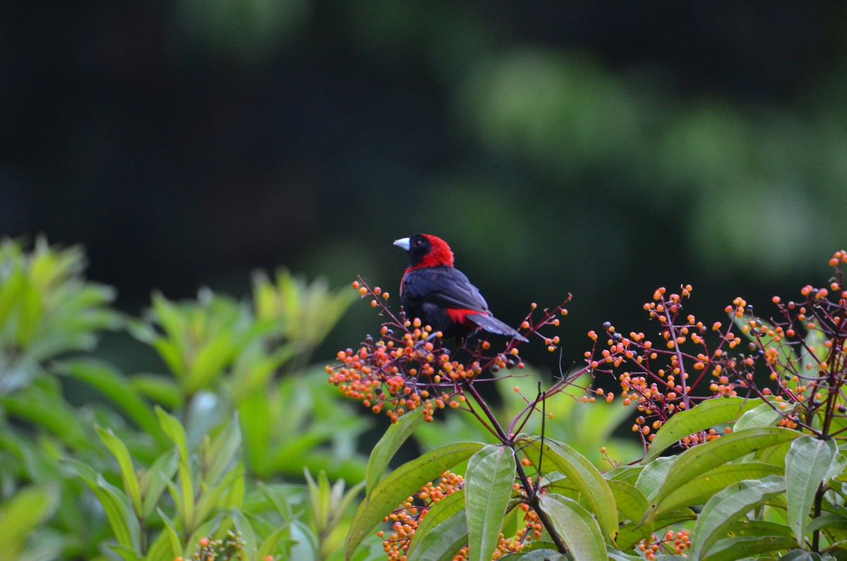 Crimson-collared Tanager - ML644376257