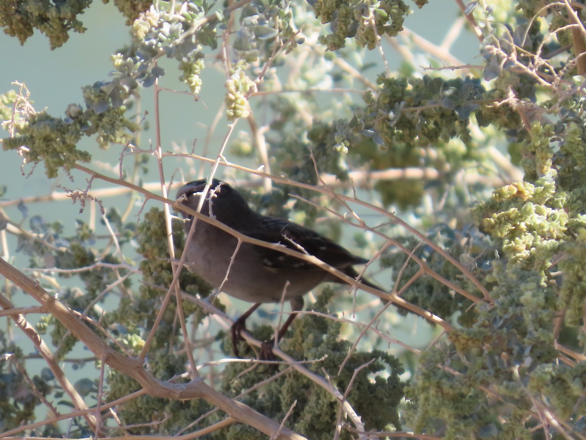 White-crowned Sparrow - ML644376258
