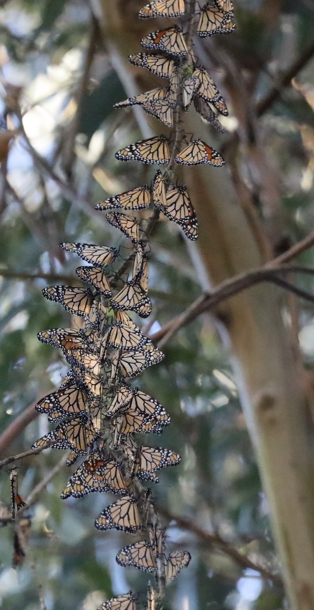 動物界 - ML644376261