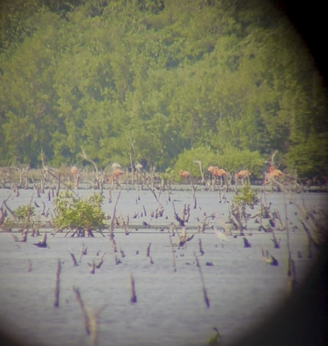 Kubaflamingo - ML644376263