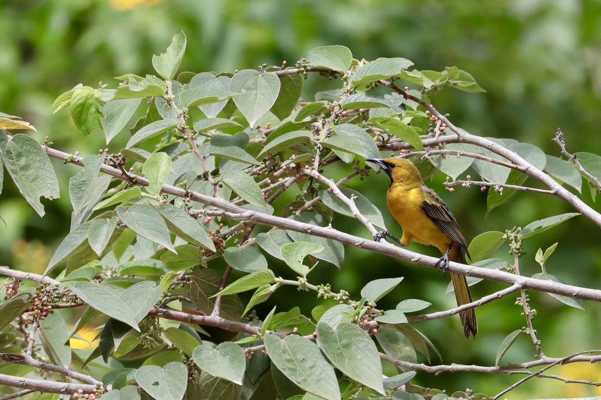 Black-vented Oriole - ML644376266