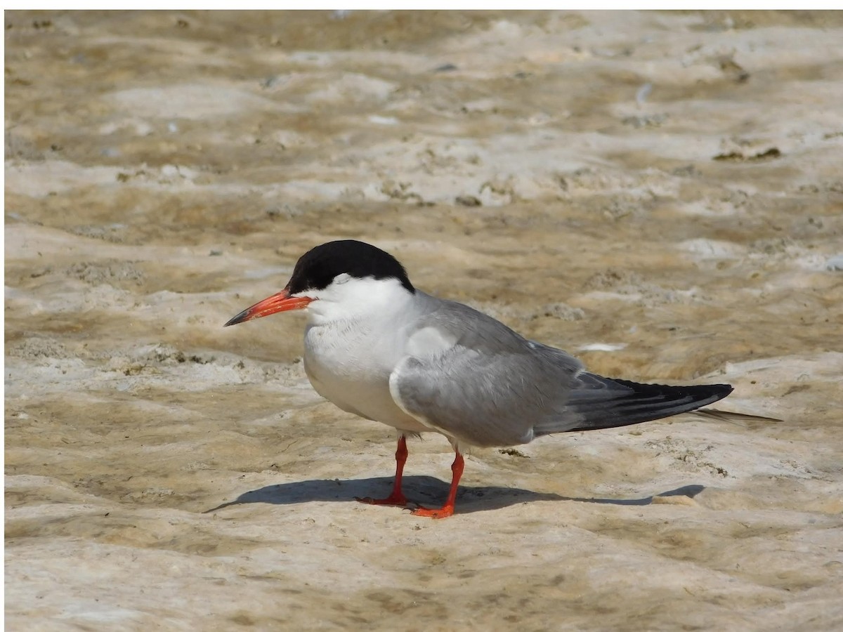 Речная крачка - ML644376273