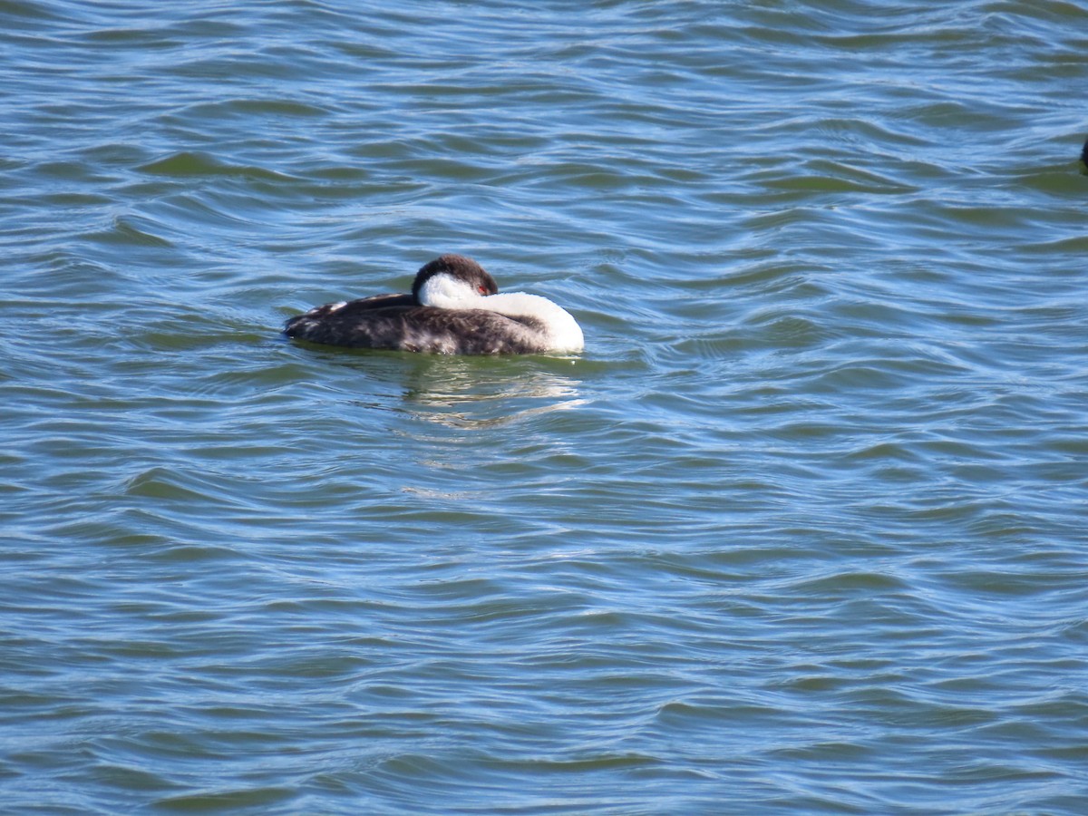 Western Grebe - ML644376274