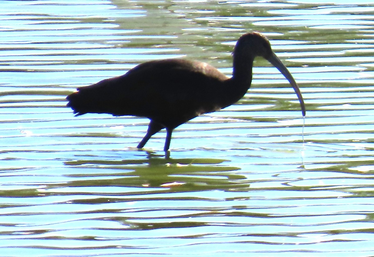 White-faced Ibis - ML644376278