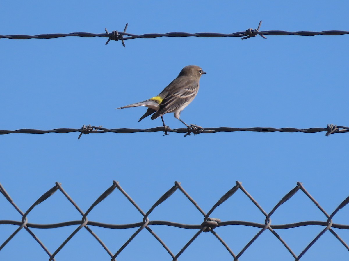 Yellow-rumped Warbler - ML644376287