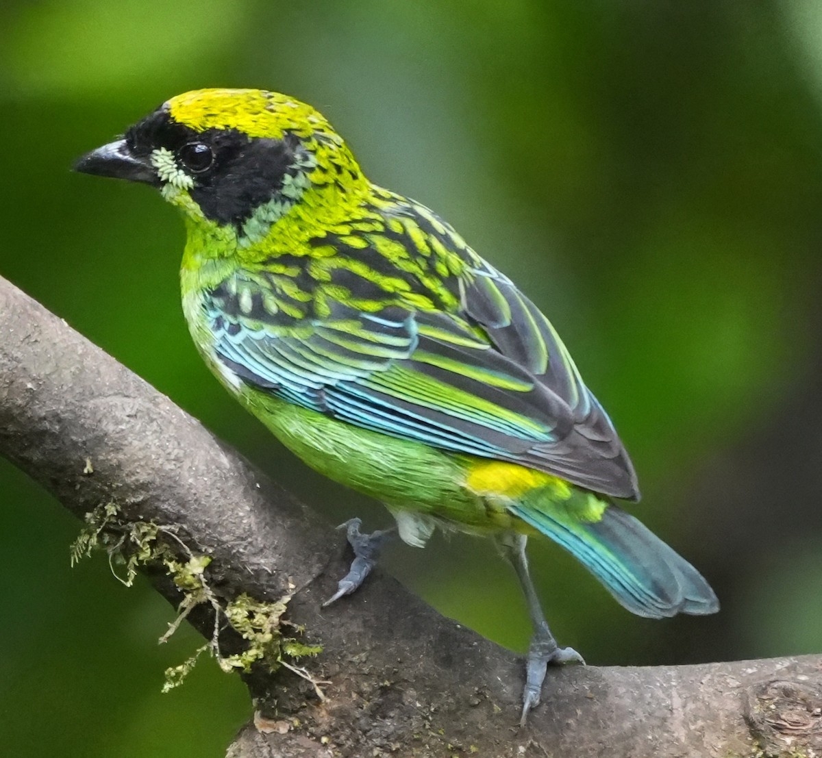 Танагра золотогруда - ML644376291