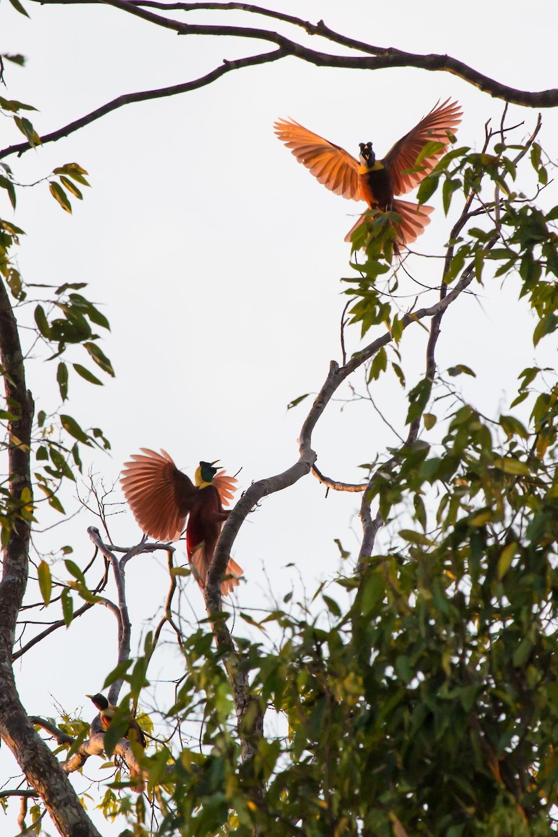 Red Bird-of-Paradise - ML644376293