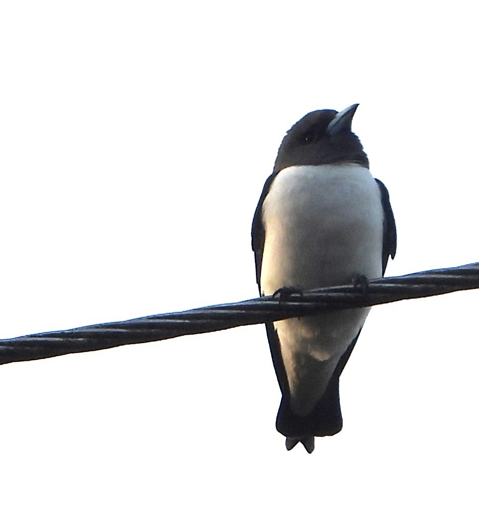 Weißbauch-Schwalbenstar - ML644376305