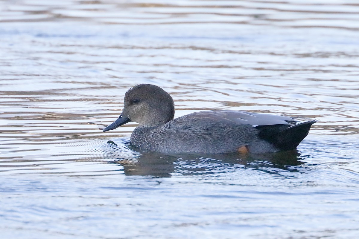 Ánade Friso - ML644376306