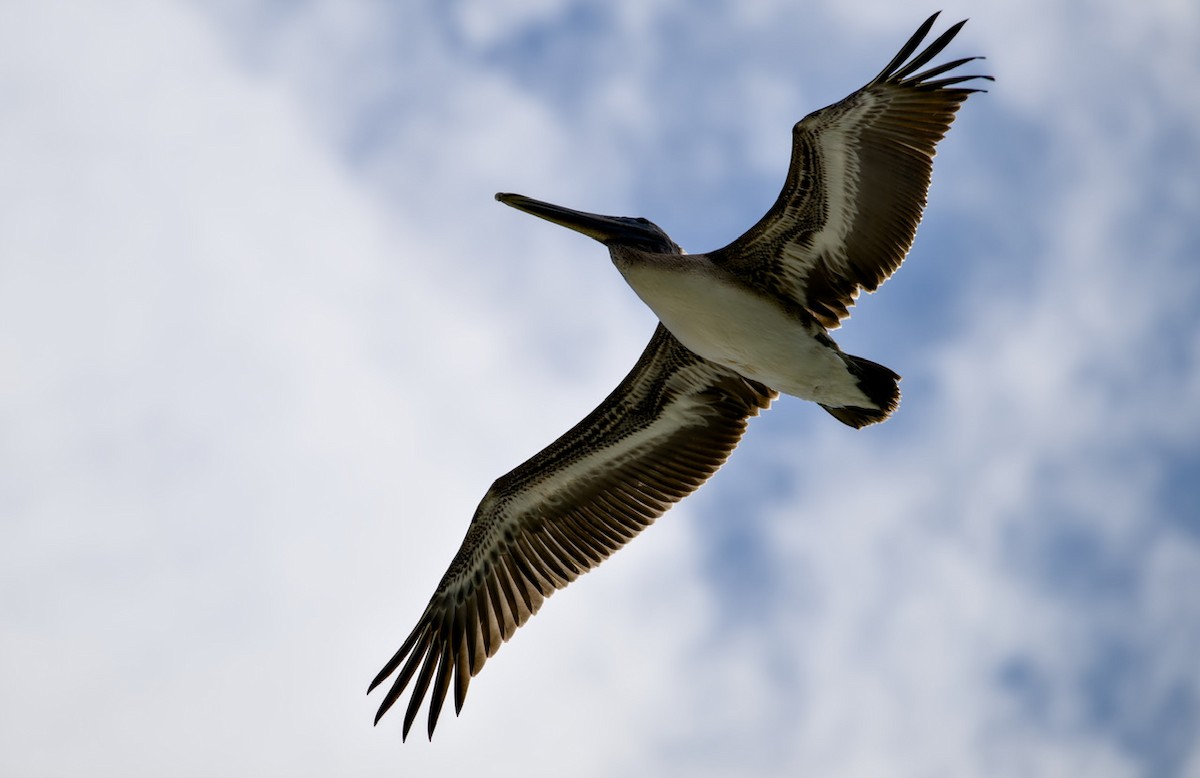 Brown Pelican - ML644376308