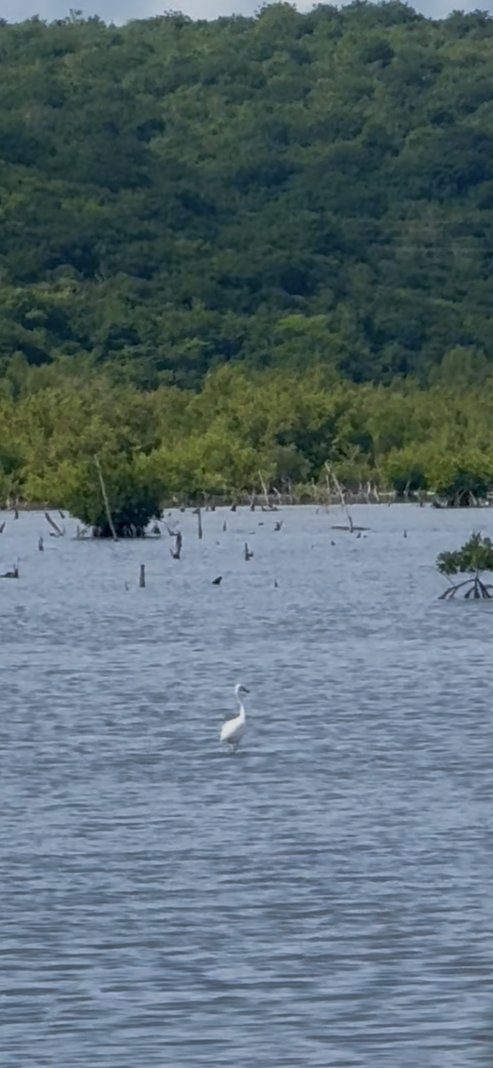 Rötelreiher - ML644376319