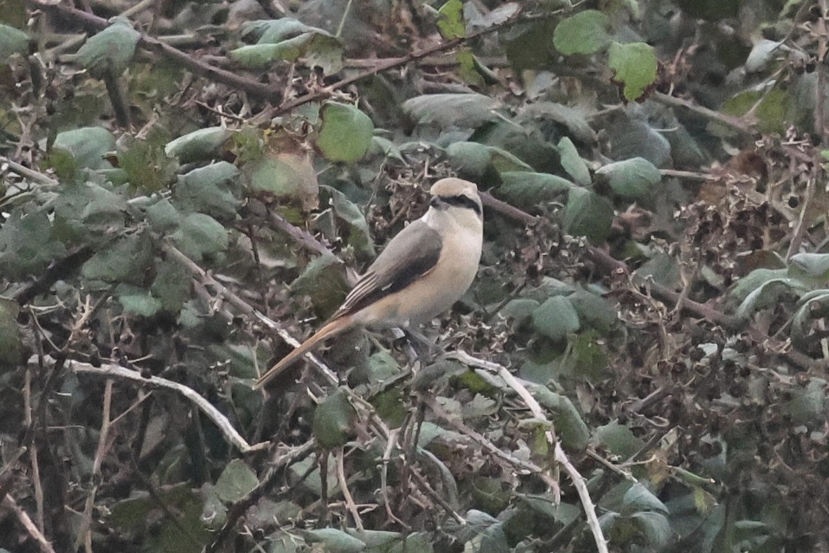 Antzandobi isabeldarra - ML644376325