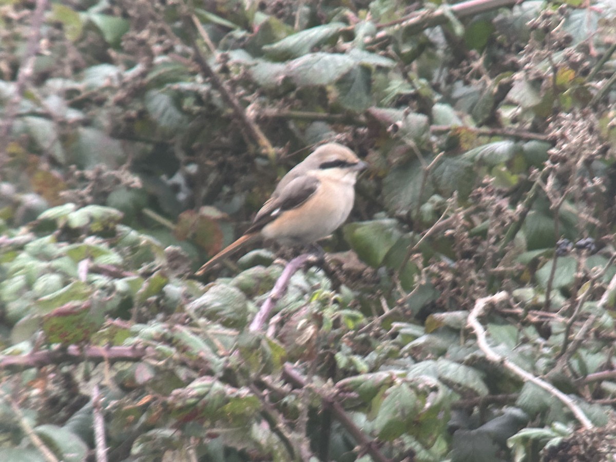 Antzandobi isabeldarra - ML644376326