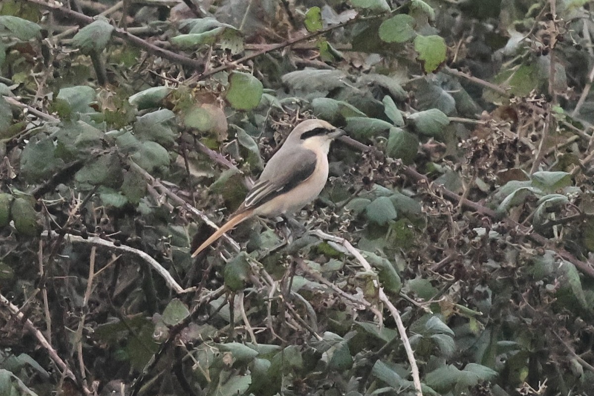 Antzandobi isabeldarra - ML644376327