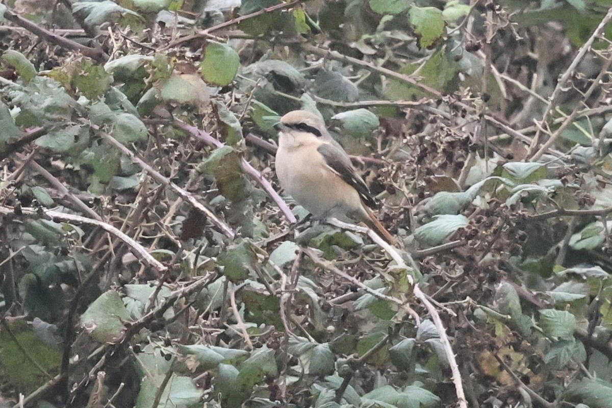 Antzandobi isabeldarra - ML644376328