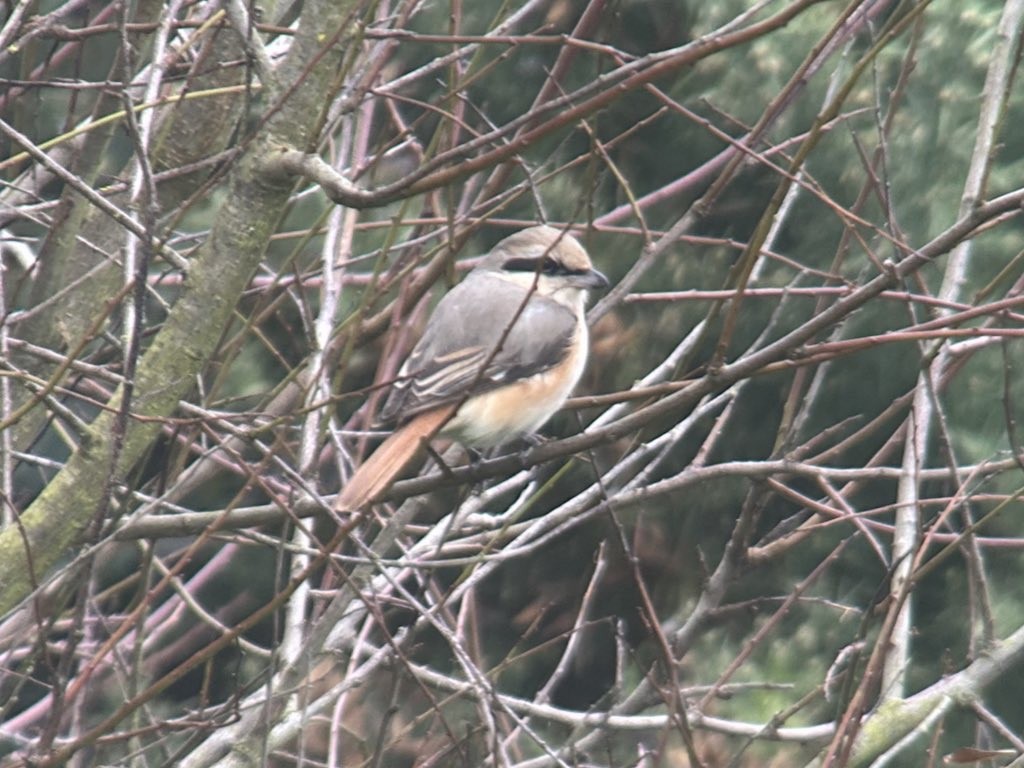 Antzandobi isabeldarra - ML644376329