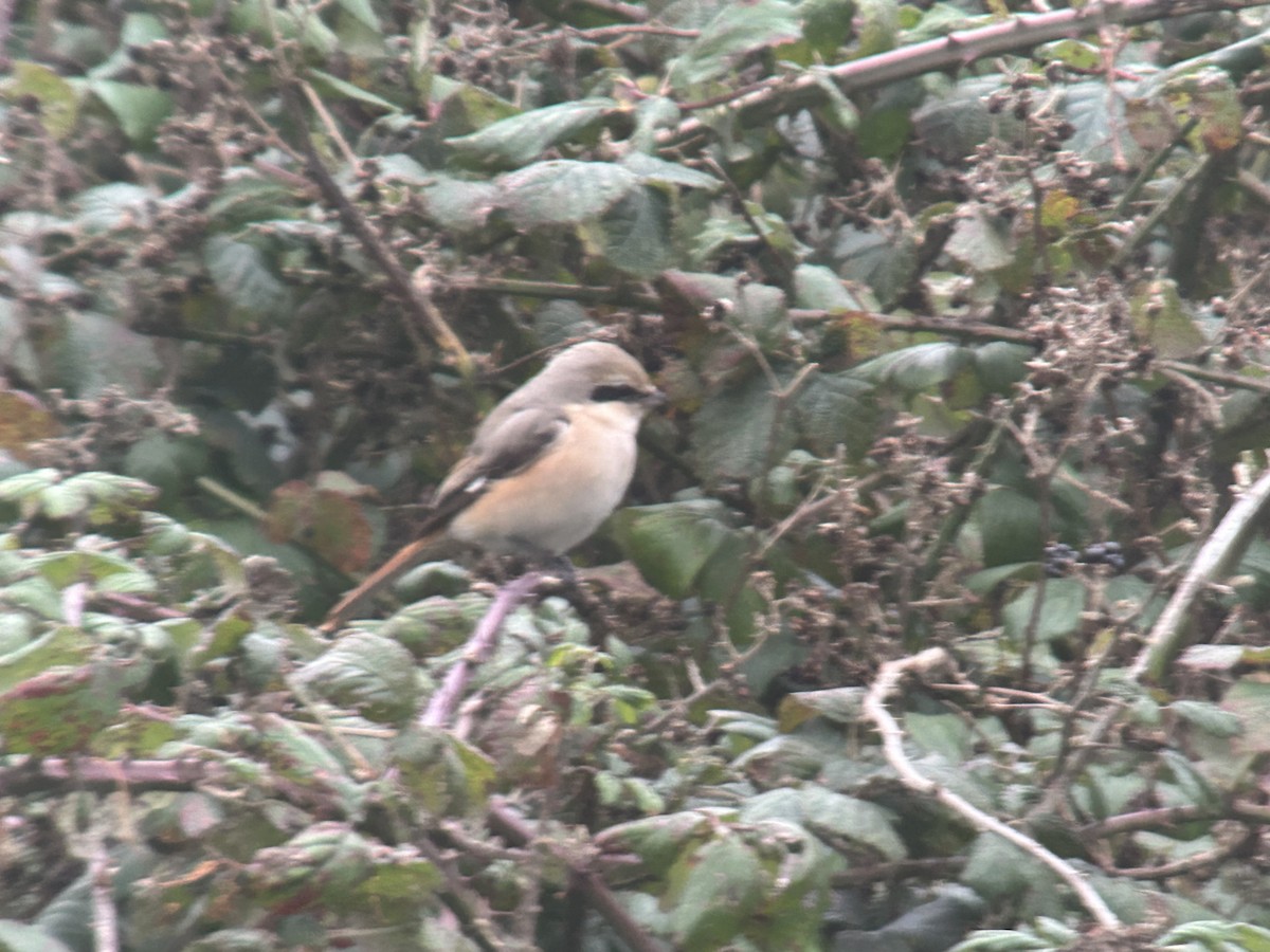 Antzandobi isabeldarra - ML644376330