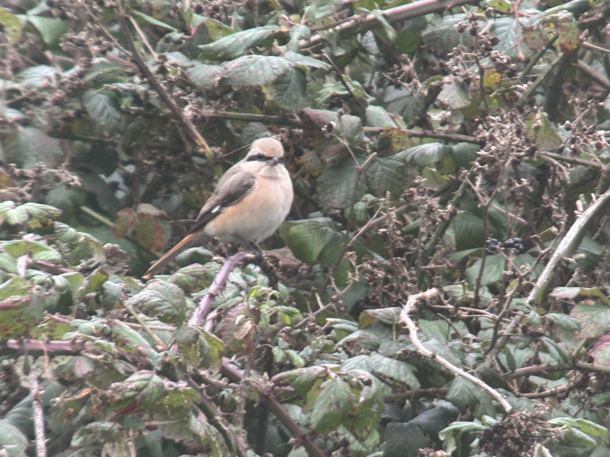 Antzandobi isabeldarra - ML644376331