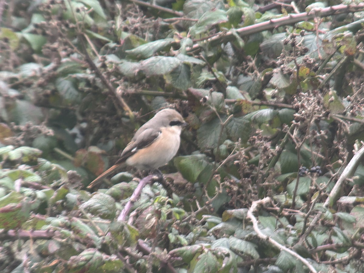 Antzandobi isabeldarra - ML644376332