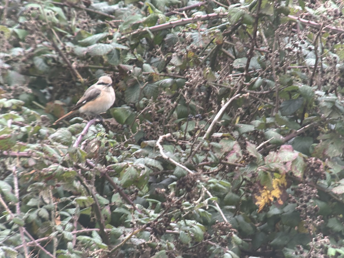 Antzandobi isabeldarra - ML644376333