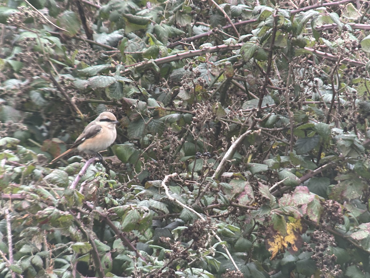 Antzandobi isabeldarra - ML644376334