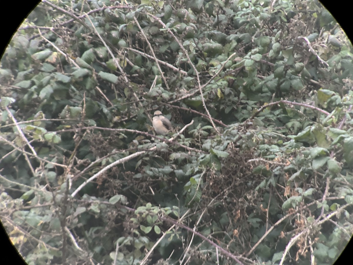 Antzandobi isabeldarra - ML644376335