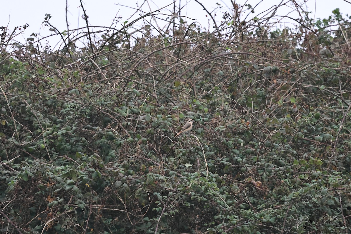 Antzandobi isabeldarra - ML644376336