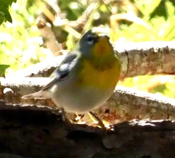 Northern Parula - ML644376339