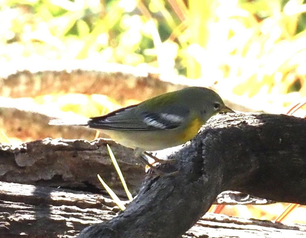 Northern Parula - ML644376340