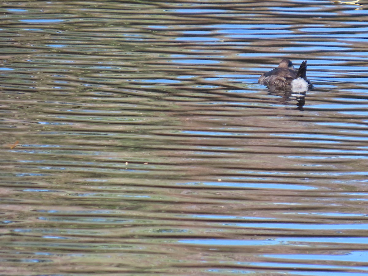 Савка американська - ML644376350