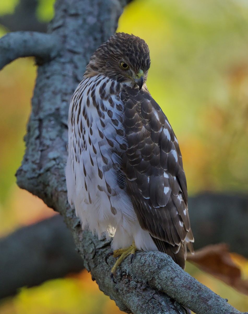 Cooper's Hawk - ML644376351