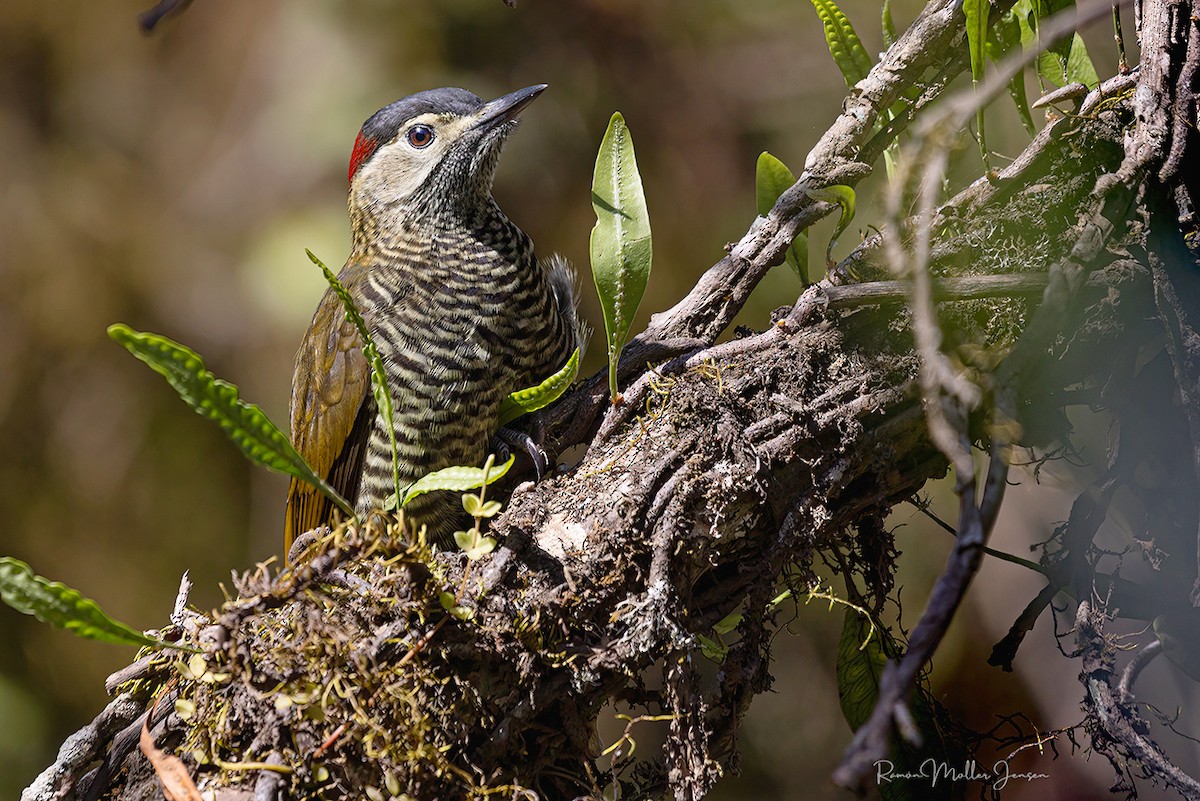 Golden-olive Woodpecker - ML644376357
