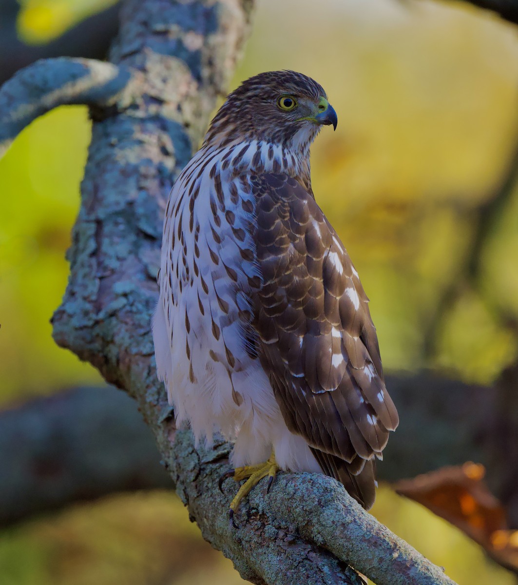 Cooper's Hawk - ML644376359