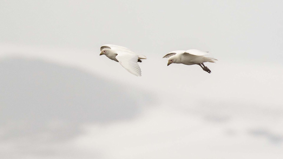 Snowy Sheathbill - ML644376365