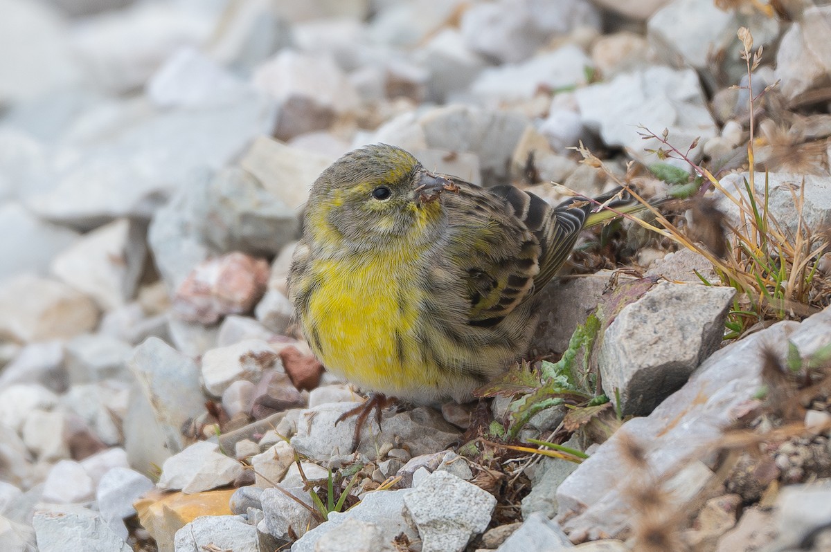 European Serin - ML644376371