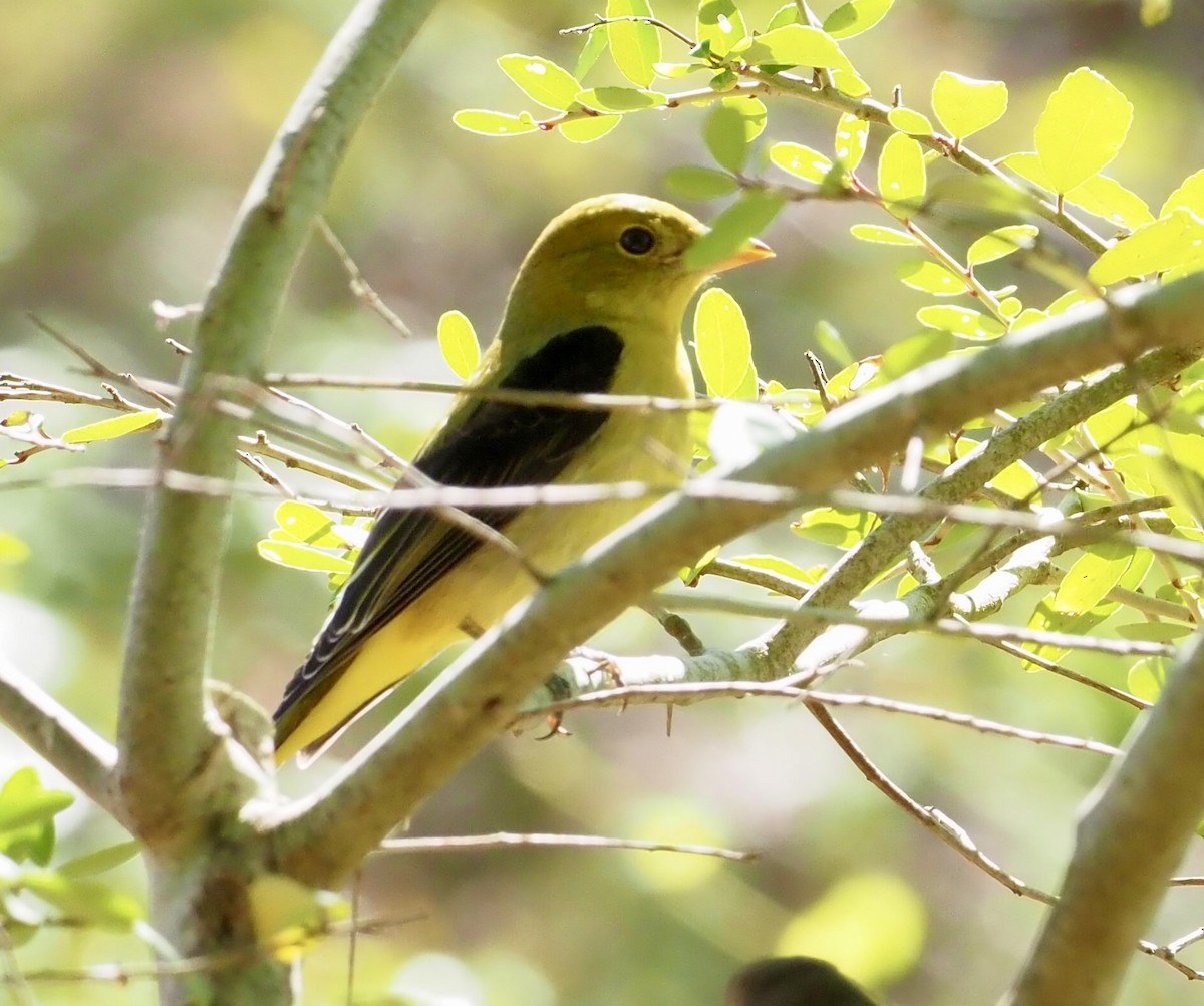 Scarlet Tanager - ML644376374