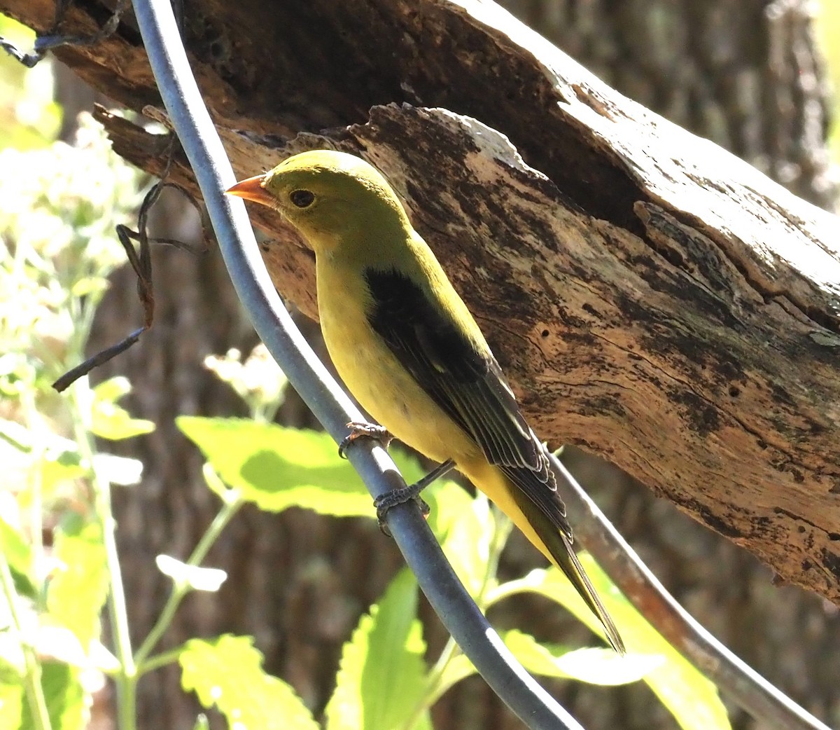 Scarlet Tanager - ML644376375