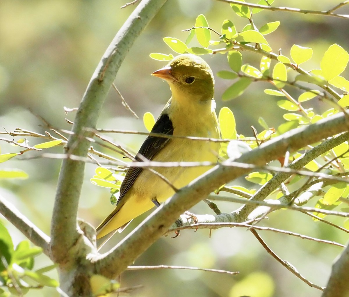 Scarlet Tanager - ML644376376