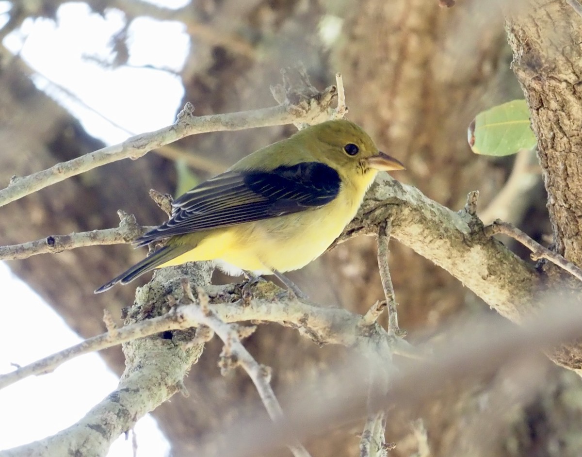 Scarlet Tanager - ML644376377