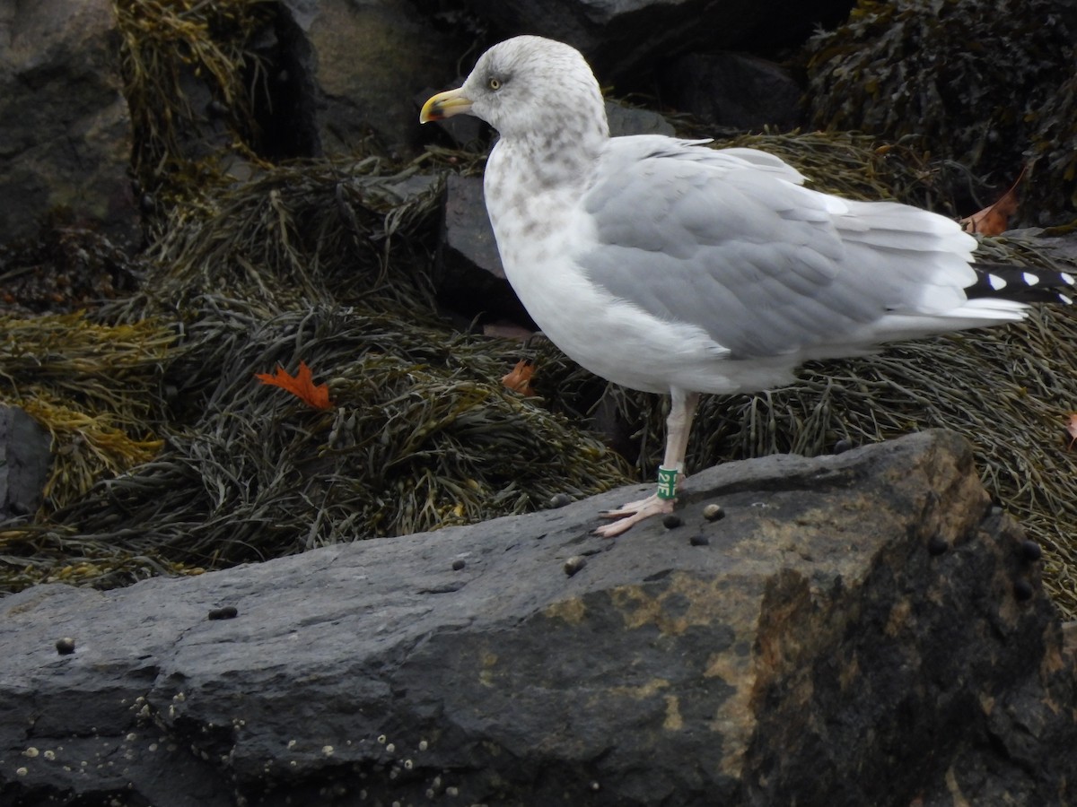 American Herring Gull - ML644376380