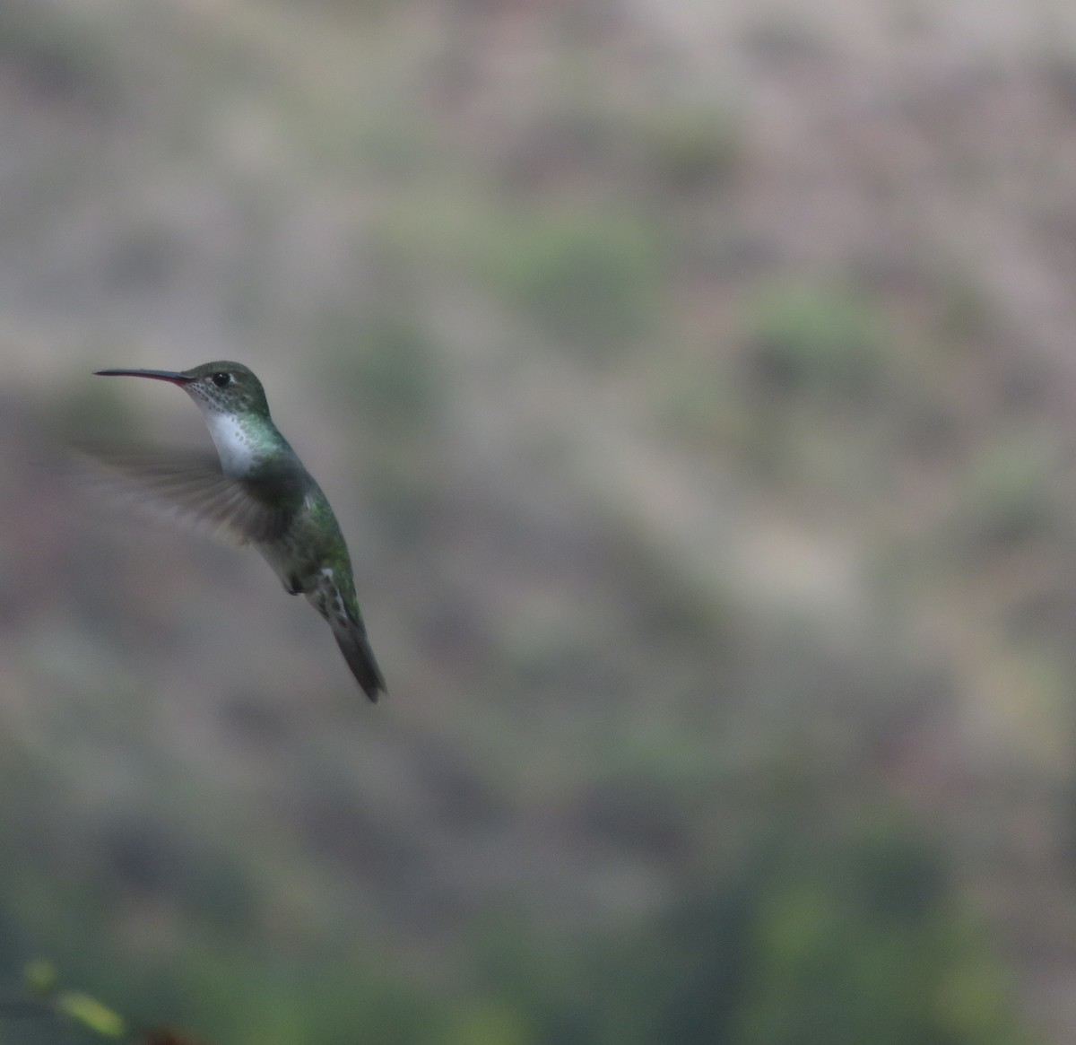 Green-and-white Hummingbird - ML644376384