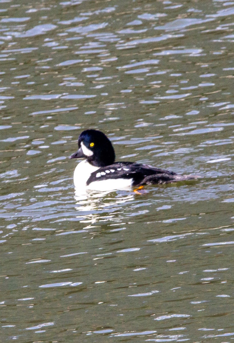 Barrow's Goldeneye - ML644376391