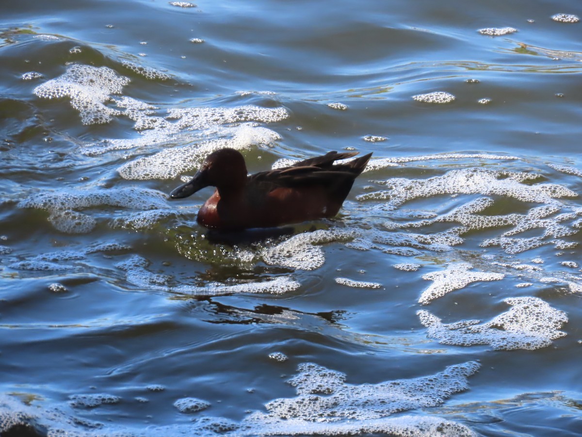 Cinnamon Teal - ML644376397