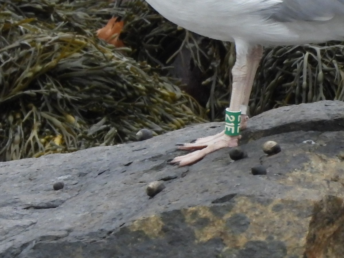 American Herring Gull - ML644376402